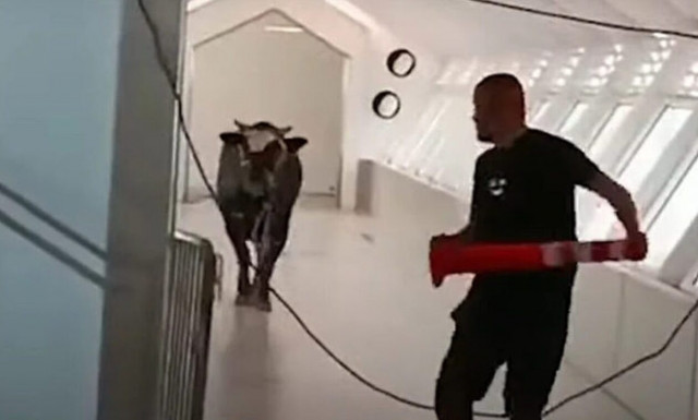 Ισραήλ: Ταύρος προκάλεσε πανικό σε τράπεζα (vid)