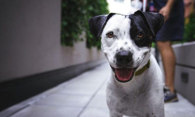 Κρήτη: Κρέμασαν σκύλο στην Ιεράπετρα