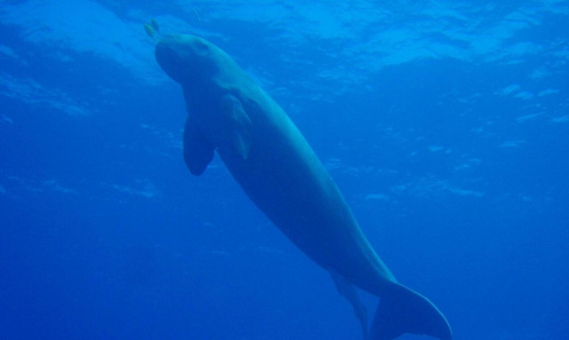 Κίνα: Εξαφανίστηκε το ντιγκόνγκ, το θαλάσσιο θηλαστικό που ενέπνευσε παραμύθια για γοργόνες