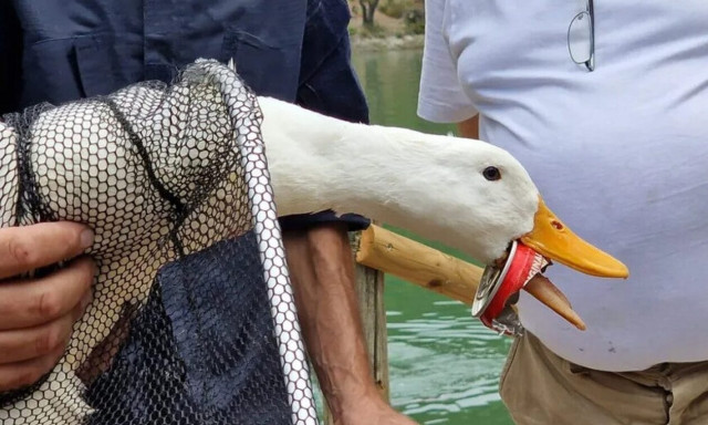 Επιχείρηση της ΕΜΑΚ για να σωθεί πάπια με κουτί αναψυκτικού στο στόμα