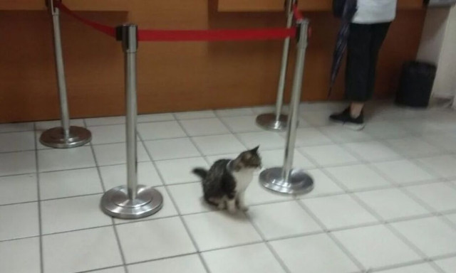 Καταγγελία για γάτα μέσα στο ΙΚΑ Νέας Ιωνίας