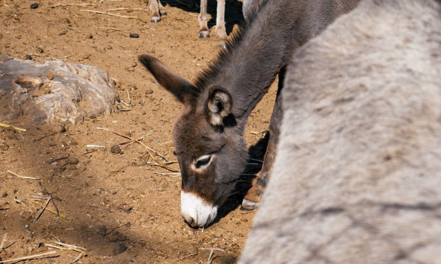 Ιωάννινα: Συνελήφθη ο 63χρονος που κακοποίησε γαϊδουράκι - Ζητούν να αποπεμφθεί από αντιδήμαρχος