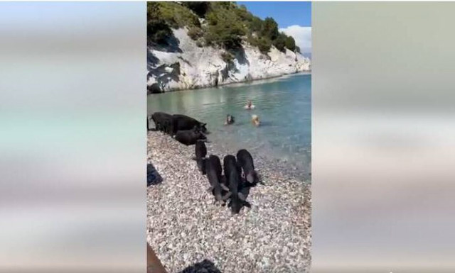 Μαύροι χοίροι βρίσκουν λίγη δροσιά σε παραλία στην Άτοκο Ιθάκης