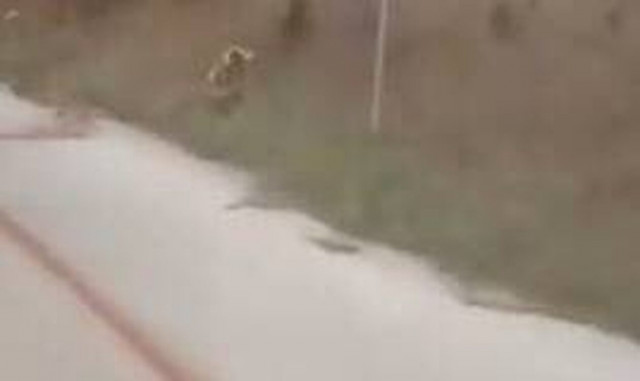 Ιωάννινα: Το σοκαριστικό βίντεο με το τραυματισμένο γαϊδουράκι – Λίμνη αίματος στη μέση της ασφάλτου