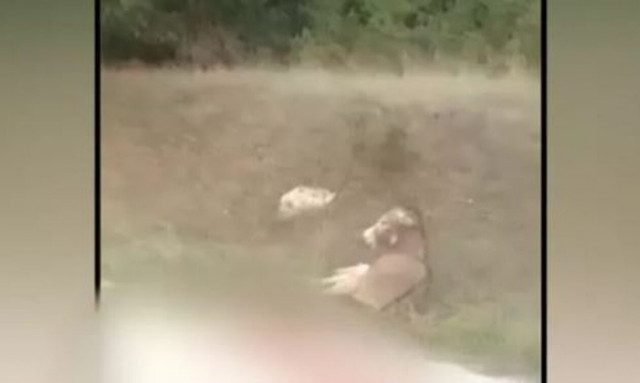 Δικηγόρος αντιδημάρχου Ζίτσας: Λύκος τραυμάτισε το γαϊδουράκι - Δεν κατάλαβε ότι το έσερνε