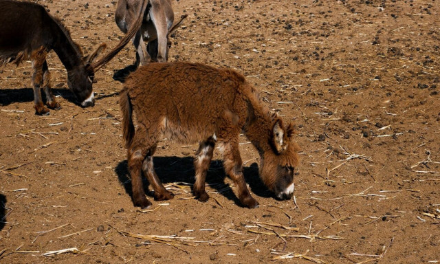 Ιωάννινα: Στον ανακριτή ο αντιδήμαρχος που έσερνε γαϊδουράκι για ένα χιλιόμετρο