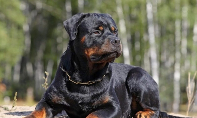 Επίθεση σκύλου