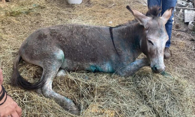 Ιωάννινα: Δυσάρεστα νέα για το κακοποιημένο γαϊδουράκι – Οδηγείται σε ευθανασία