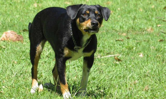 Λάρισα: Σκύλος επιτέθηκε και δάγκωσε 67χρονη στο πρόσωπο - Μεταφέρθηκε στο νοσοκομείο