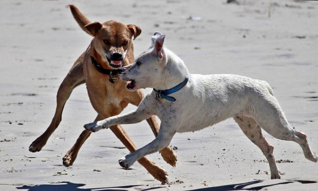 Μαγνησία: Αγέλη σκύλων επιτέθηκε σε παιδάκι στα Κάτω Λεχώνια