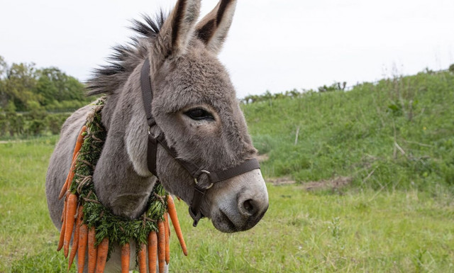 Ένας γαϊδαράκος από την Πολωνία πάει για Όσκαρ