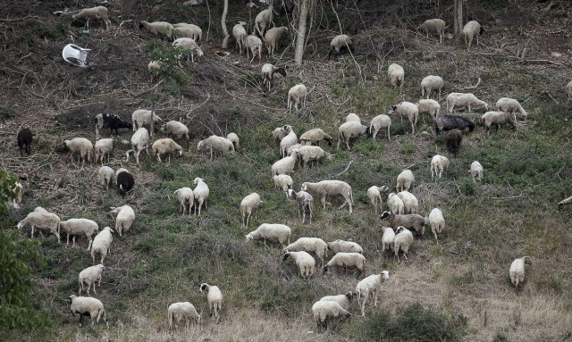 Ηράκλειο: Χειροπέδες σε 23χρονο για την κλοπή εκατοντάδων προβάτων