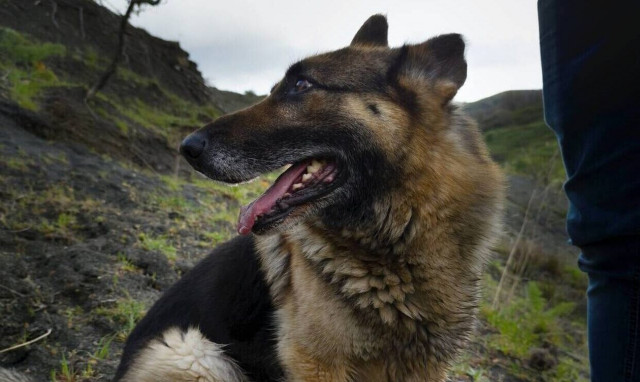 Κρήτη: Λυκόσκυλο επιτέθηκε σε γυναίκα και στο οκτώ μηνών εγγόνι της