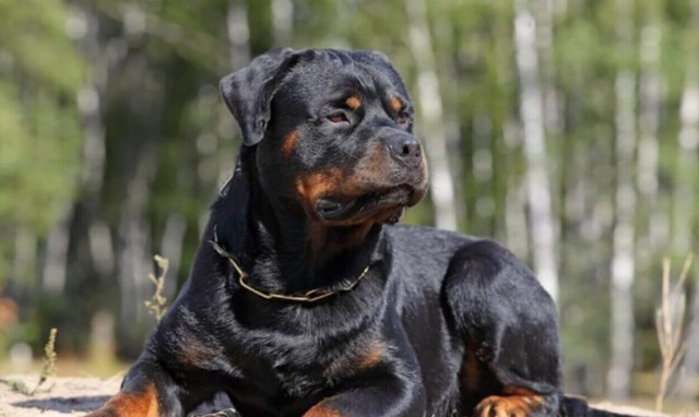 Ηράκλειο: Νέες σοκαριστικές εικόνες από την επίθεση σκύλου σε μωρό 8 μηνών