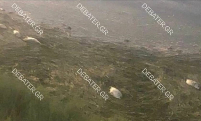 Απόκοσμο θέαμα – Γέμισε δεκάδες νεκρά ψάρια υδροβιότοπος στα Μέγαρα