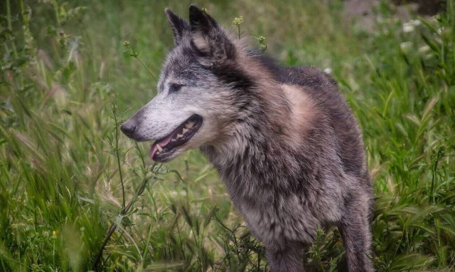 Θεσσαλονίκη: Λύκοι κατασπαράζουν σκυλιά σε χωριά του δήμου Χαλκηδόνος