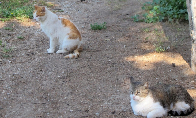 Αποτροπιασμός στα Κρέστενα: Δηλητηρίασαν και θανάτωσαν 4 γάτες