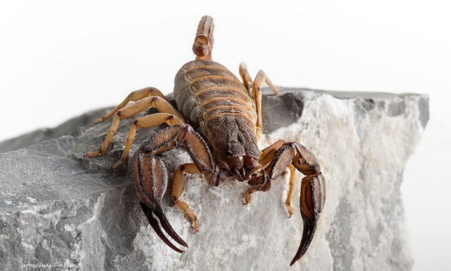 Δύο νέα είδη σκορπιών ανακαλύφθηκαν στην Ελλάδα