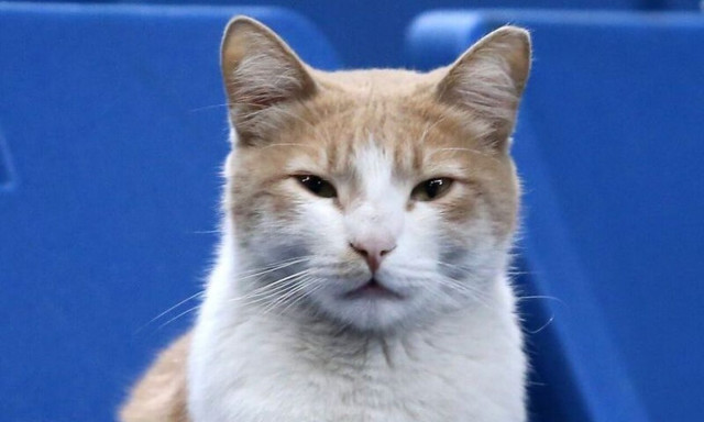 Το επόμενο γατάκι θα είσαι εσύ…