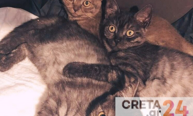 Κρήτη: Πουλούσε παράνομα στο διαδίκτυο γατάκια – «Χειροπέδες» σε ένα άτομο