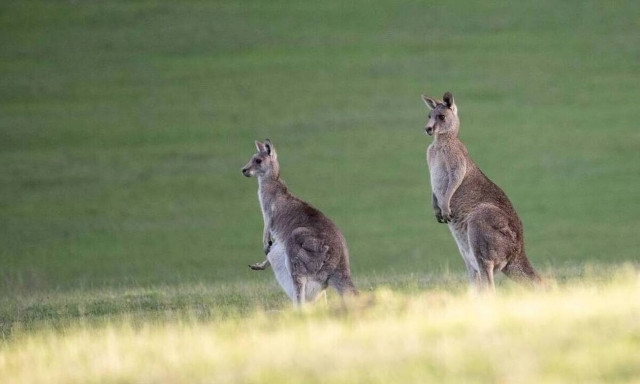 Αυστραλία: Νεκρός άντρας από επίθεση καγκουρό – Πρώτη φορά από το 1936