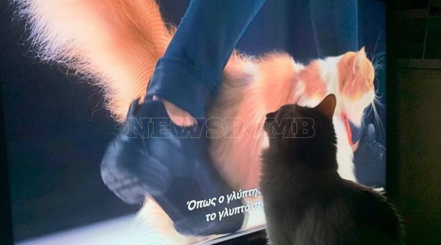 Ρεπορτάζ Newsbomb: Το προφίλ του κακοποιητή ζώων και γιατί το επόμενο γατάκι μπορεί να είσαι εσύ