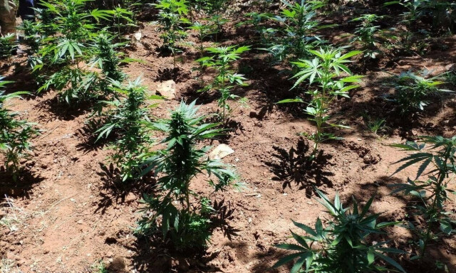 Φιλιατρά: Συνελήφθη 55χρονος με περισσότερα από τέσσερα κιλά κάνναβης