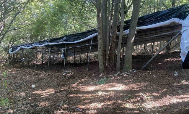 Μαγνησία: Εντοπίστηκε στη Ζαγορά φυτεία κάνναβης με 2.440 δενδρύλλια