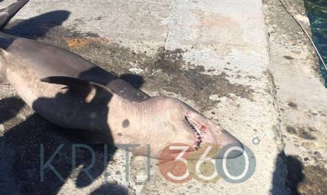 Κρήτη: Ψάρεψαν... καρχαρία στην Παλαιόχωρα - Το τεράστιο ψάρι «τραβηξε» όλα τα βλέμματα πάνω του