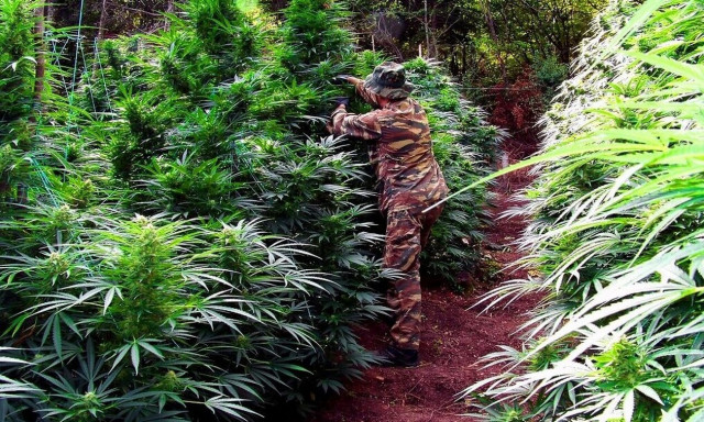 Όλυμπος: Επιχείρηση... μαμούθ για τεράστια φυτεία με 5.000 δενδρύλλια κάνναβης