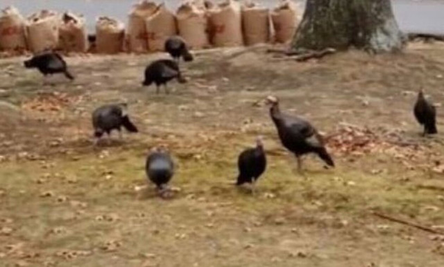 «Συμμορία» από γαλοπούλες τρομοκρατούν τη Μασαχουσέτη: Σε πανικό οι κάτοικοι