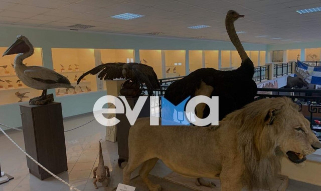 Μουσείο Φυσικής Ιστορίας Ιστιαίας: Το μεγαλύτερο σε συλλογή πτηνών στην Ελλάδα (pics)