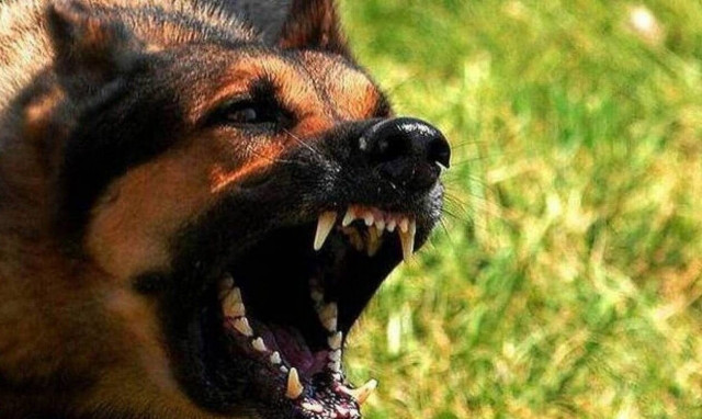 Καλαμάτα: Βίντεο ντοκουμέντο από την επίθεση αδέσποτων σκυλιών σε γυναίκα - Συγκλονιστική μαρτυρία