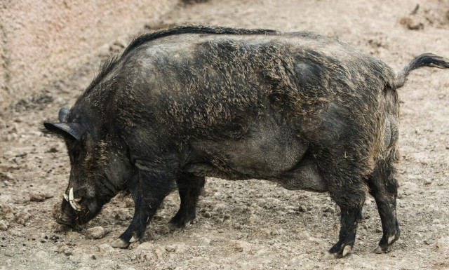 Στο έλεος των αγριογούρουνων η Θεσσαλονίκη - Περίπου 10.000 ζώα πολιορκούν την πόλη