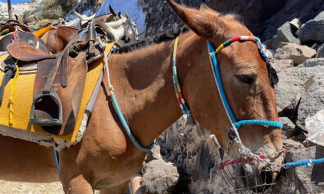 Διαδήλωση στην Πλατεία Συντάγματος την Τρίτη (27/9) για την κακοποίηση των ιπποειδών στη Σαντορίνη
