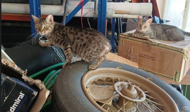 Σαλαμίνα: Μαζική κακοποίηση δεκάδων γατών - «Συλλέκτης» τις κρατά έγκλειστες υπό άθλιες συνθήκες