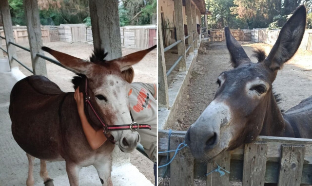 Το Χαμόγελο του Παιδιού: «Έκλεψαν τα γαϊδουράκια των παιδιών μας» στην Κέρκυρα