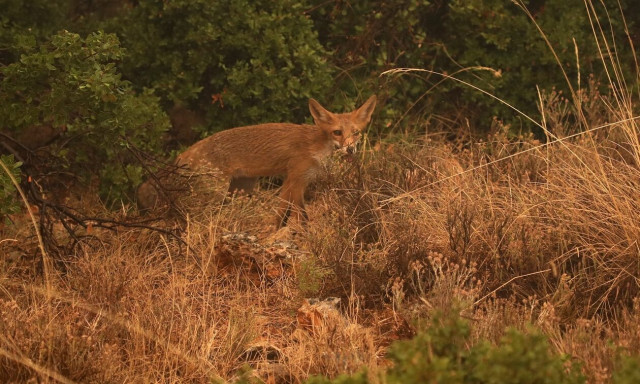 Σοκ στον Βόλο: Κρέμασαν αλεπού σε δρόμο!