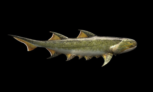 Απίστευτη ανακάλυψη: Αυτά είναι τα αρχαιότερα «σαγόνια του καρχαρία»