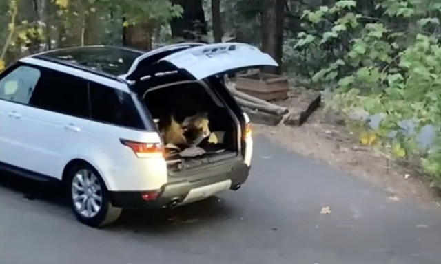 Ποια αυτοκίνητα αρέσουν στις… αρκούδες;