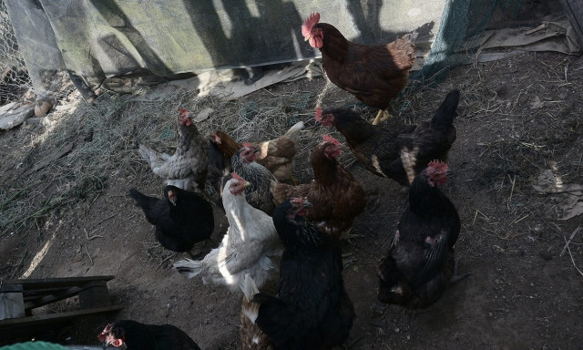 Φθιώτιδα: Έπιασε τη γειτόνισσα από τον λαιμό γιατί τον ενοχλούσαν... οι κότες