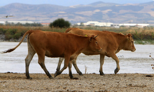 Ισχυρή κακοκαιρία στο Μέτσοβο: Κεραυνός σκότωσε πέντε αγελάδες