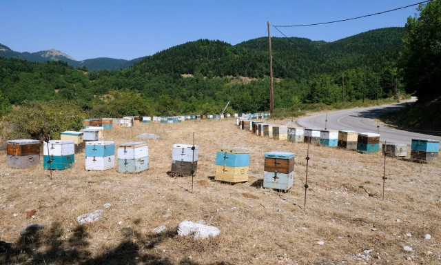 ΟΠΕΚΕΠΕ - Μέτρο 11: Τι αλλάζει στους ελέγχους για τις δηλωμένες κυψέλες/παραφυάδες