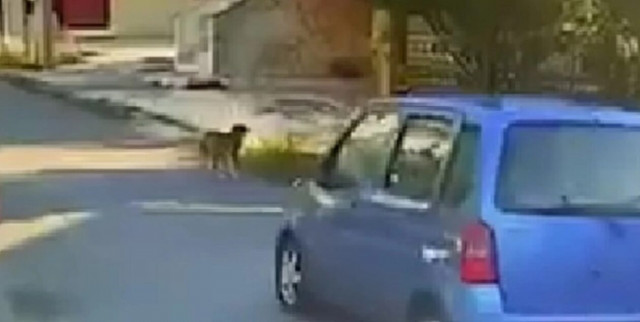 Θεσσαλονίκη: Οδηγός παρέσυρε σκύλο και τον εγκατέλειψε - Ταυτοποιήθηκε από την ΕΛ.ΑΣ.