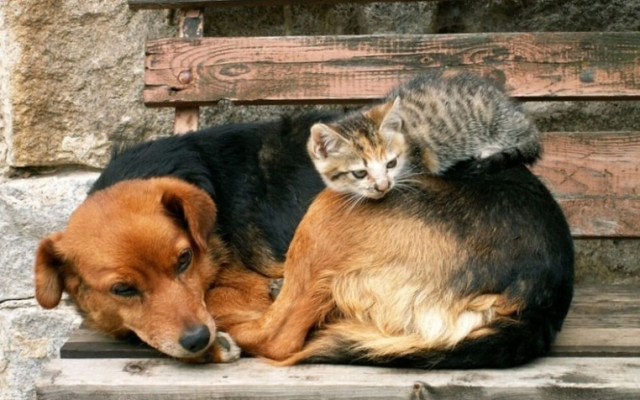 Εκατοντάδες φιλόσοφοι υπογράφουν τη Διακήρυξη του Μόντρεαλ για την εκμετάλλευση των ζώων