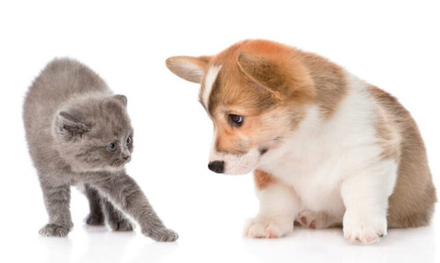 Παγκόσμια Ημέρα των Ζώων: Αυτές είναι οι 5 διεθνώς αναγνωρισμένες ελευθερίες τους