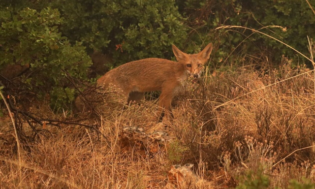 Κτηνωδία στην Καστοριά: Βασάνισαν και ακρωτηρίασαν αλεπού