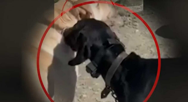 67χρονος «διασκέδαζε» κάνοντας ηλεκτροσοκ στον σκύλο του - Συνελήφθη από την ΕΛ.ΑΣ.