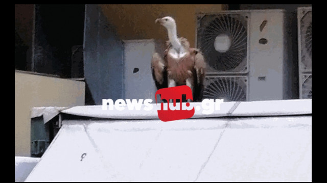 Ηράκλειο: Ένας γυπαετός κάθισε πάνω στον τρούλο μικρής εκκλησίας (vid)