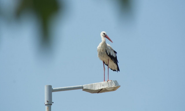 Ελευθέριο Λάρισας: Ένα χωριό που προτιμούν οι πελαργοί